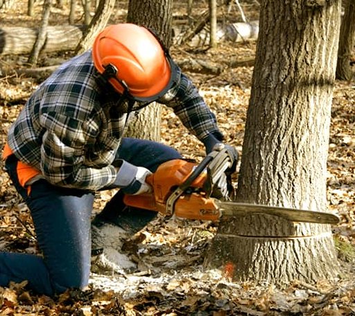 Tree Removal in Knippa, TX